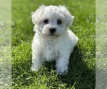 Small Photo #7 Morkie Puppy For Sale in ROCK STREAM, NY, USA