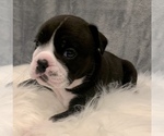 Small Photo #15 Bulldog Puppy For Sale in JACKSONVILLE, FL, USA