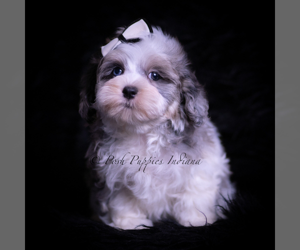 Medium Photo #26 Maltipoo (Miniature) Puppy For Sale in WARSAW, IN, USA