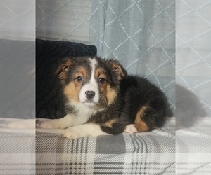 Australian Shepherd Puppy for sale in INDIANAPOLIS, IN, USA