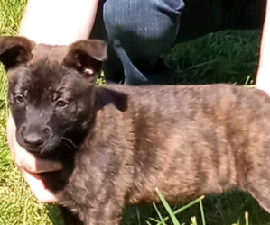 Dutch Shepherd Dog Puppy for sale in FLINT, MI, USA