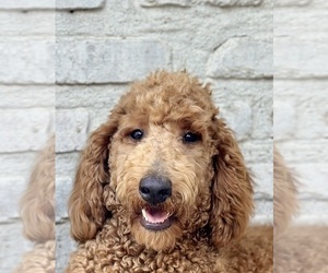 Goldendoodle Puppy for sale in POWELL, TN, USA