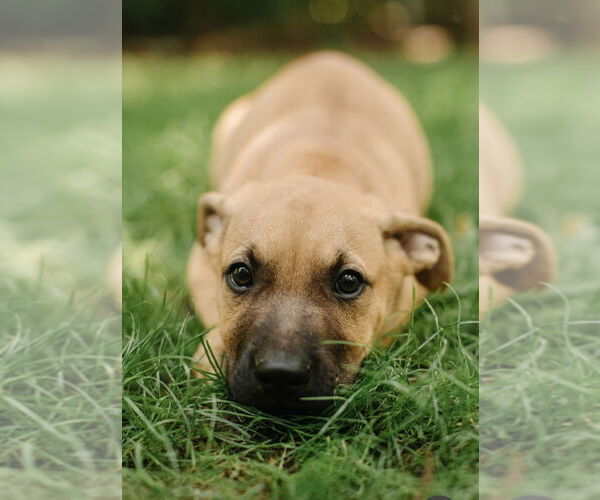 Medium Photo #2 Labrador Retriever-Unknown Mix Puppy For Sale in Brewster, NY, USA