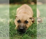 Small #1 Labrador Retriever Mix