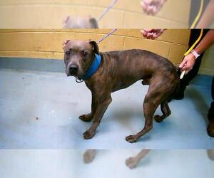 Mutt Dogs for adoption in Tulsa, OK, USA