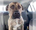 Small American Pit Bull Terrier