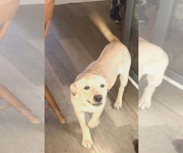 Medium Photo #4 Labrador Retriever Puppy For Sale in garner, NC, USA