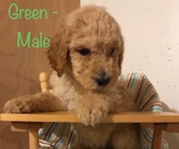Medium Photo #6 Poodle (Standard) Puppy For Sale in SOMERSET, KY, USA