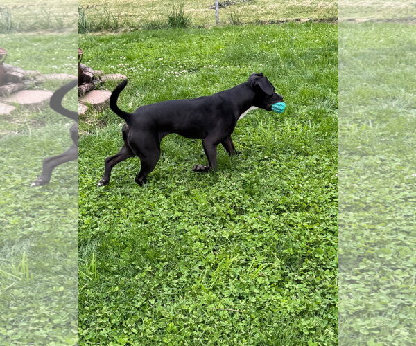Medium Photo #7 American Pit Bull Terrier-Labrador Retriever Mix Puppy For Sale in Germantown, OH, USA