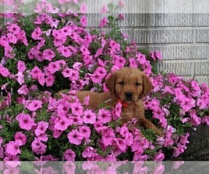 Golden Retriever Puppy for sale in FREDERICKSBURG, OH, USA