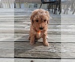 Small Photo #58 Goldendoodle (Miniature) Puppy For Sale in GASTONIA, NC, USA