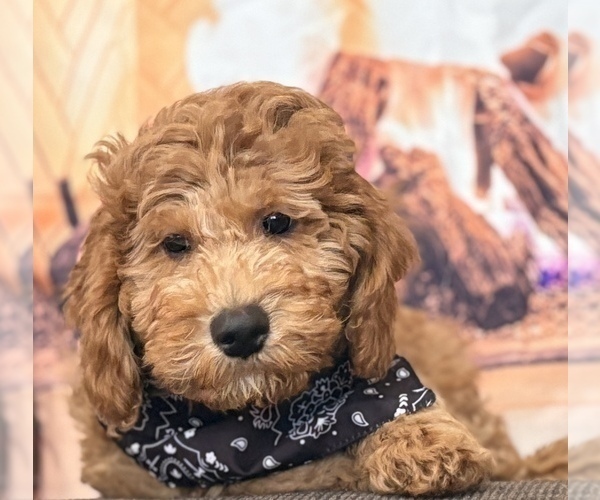 Medium Photo #1 Goldendoodle (Miniature) Puppy For Sale in SAINT MARYS, KS, USA