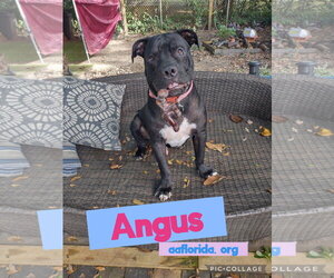 Angus - Male Mastiff Dog for Adoption - Photo #4
