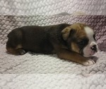 Small #4 Olde English Bulldogge