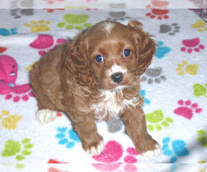 Cocker Spaniel-Poodle (Miniature) Mix Puppy for sale in ORO VALLEY, AZ, USA