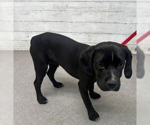 Pug Dogs for adoption in San Bernardino, CA, USA
