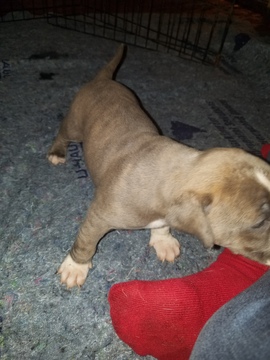 Medium Photo #14 American Pit Bull Terrier Puppy For Sale in GRIFFIN, GA, USA