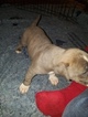 Small #13 American Pit Bull Terrier