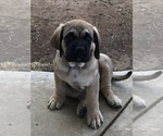 Small Photo #1 Mastiff Puppy For Sale in LAKEPORT, CA, USA