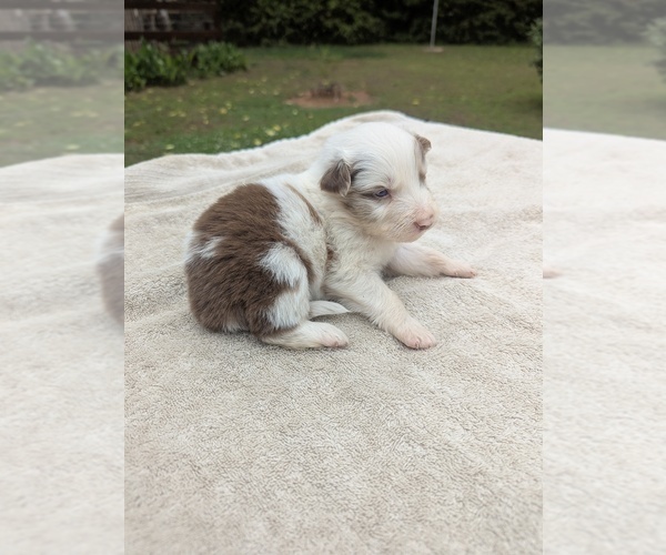 Medium Photo #3 Miniature Australian Shepherd Puppy For Sale in ADAIRSVILLE, GA, USA