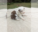 Small #2 Miniature Australian Shepherd