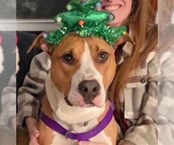 Medium Photo #2 Staffordshire Bull Terrier-Unknown Mix Puppy For Sale in Louisville, KY, USA