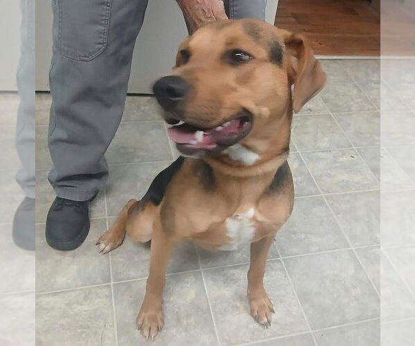 Medium Photo #5 Mutt Puppy For Sale in Rustburg, VA, USA