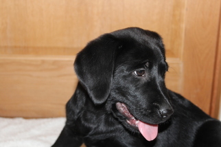 Labrador Retriever Puppy for sale in GREENE, NY, USA