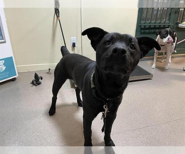 Medium Photo #1 Labrador Retriever-Unknown Mix Puppy For Sale in Pasadena, CA, USA