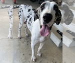 Small Photo #1 Great Dane Puppy For Sale in ROCKINGHAM, NC, USA