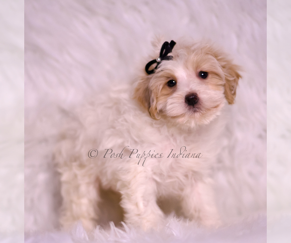 Medium Photo #82 Maltipoo (Miniature) Puppy For Sale in WARSAW, IN, USA