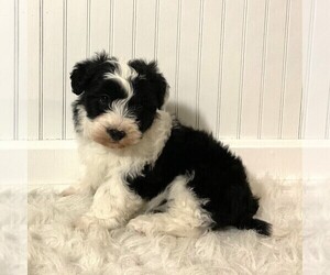 Poodle (Miniature)-Sheepadoodle Mix Puppy for sale in FREDERICKSBURG, OH, USA