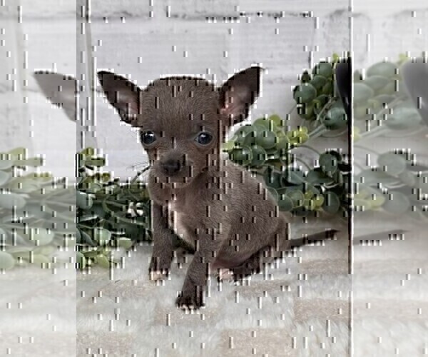 Medium Photo #20 Chihuahua Puppy For Sale in NAPLES, FL, USA