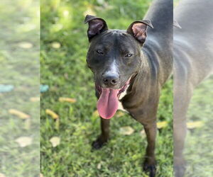 American Pit Bull Terrier-American Staffordshire Terrier Mix Dogs for adoption in Phoenix, AZ, USA
