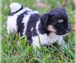 Small Photo #7 Havanese Puppy For Sale in THREE RIVERS, MI, USA