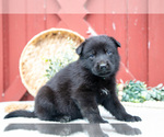 Small Photo #35 German Shepherd Dog Puppy For Sale in PARKESBURG, PA, USA