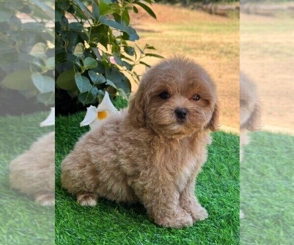 Medium Photo #11 Maltipoo Puppy For Sale in MIAMI BEACH, FL, USA
