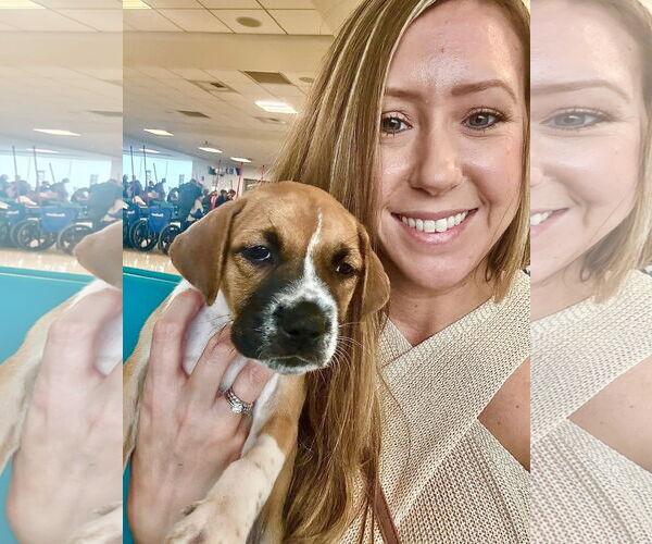 Medium Photo #2 Labrador Retriever-Unknown Mix Puppy For Sale in Sanford, FL, USA