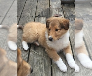 Collie Puppy for sale in CAVETOWN, MD, USA
