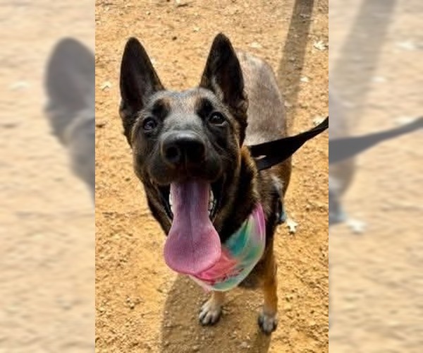 Medium Photo #3 Mutt Puppy For Sale in Imlay City, MI, USA