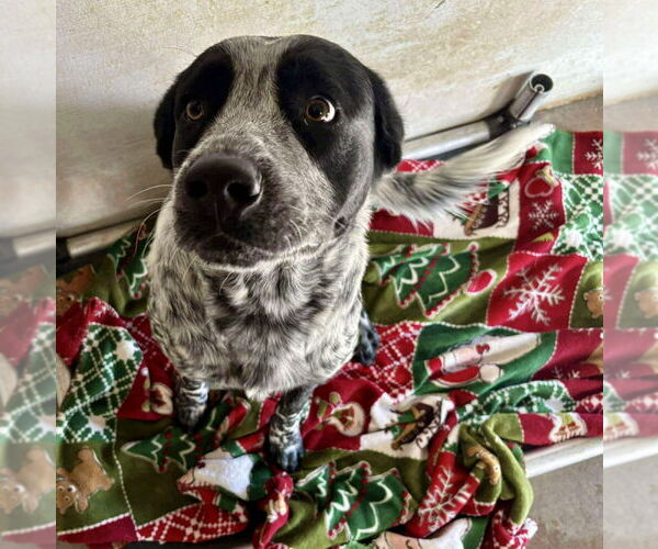 Medium Photo #3 German Shorthaired Pointer-Unknown Mix Puppy For Sale in Grafton, WI, USA