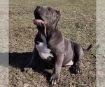 Small Photo #6 American Bully Puppy For Sale in SPRING BRANCH, TX, USA