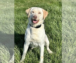 Labrador Retriever Puppy for sale in LIZTON, IN, USA