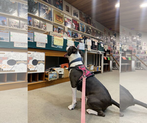 Medium Photo #9 Boston Terrier-Unknown Mix Puppy For Sale in Sanford, FL, USA