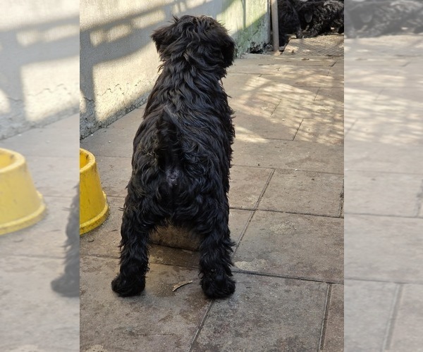 Medium Photo #6 Schnauzer (Miniature) Puppy For Sale in Hatvan, Heves, Hungary