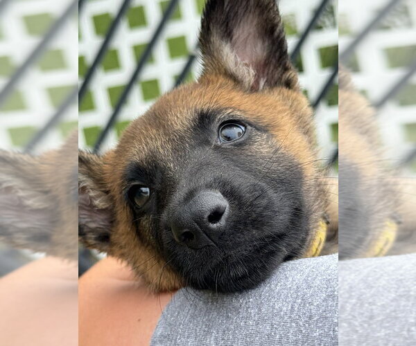 Medium Photo #3 Mutt Puppy For Sale in Imlay City, MI, USA