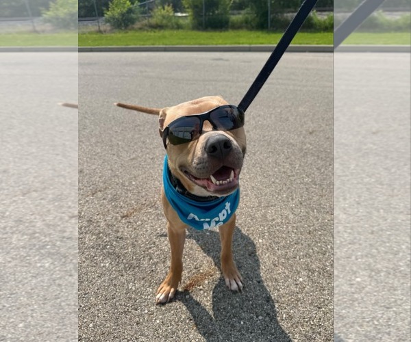 Medium Photo #1 American Pit Bull Terrier-Unknown Mix Puppy For Sale in Germantown, OH, USA