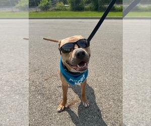 American Pit Bull Terrier-Unknown Mix Dogs for adoption in Germantown, OH, USA