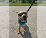 Small American Pit Bull Terrier Mix