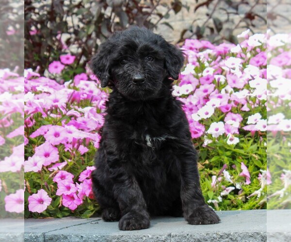 Medium Photo #1 Shepadoodle Puppy For Sale in HONEY BROOK, PA, USA